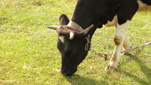 牛在地上吃草视频