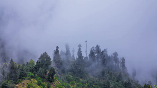 森林延时中的雾[慢动作]视频
