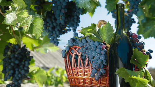 藤蔓上的新鲜葡萄和葡萄酒视频