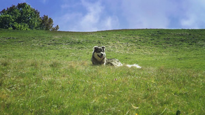 狗在绿色的草地上玩耍24秒视频