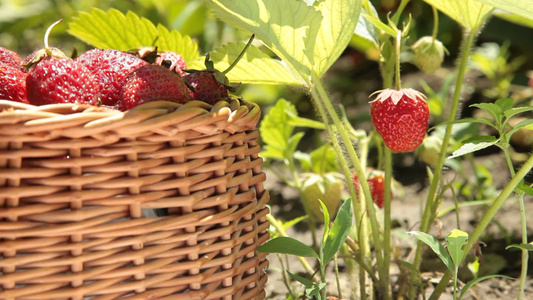 小篮子里的新鲜草莓视频