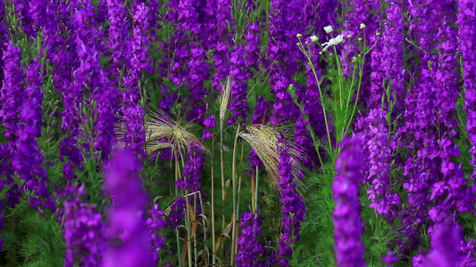 一片夏日草地上的紫色花视频
