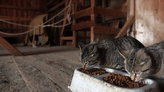农场猫聚集在谷仓里吃猫粮视频