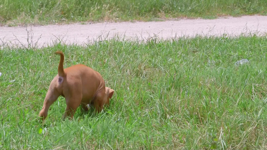 草地上玩耍的可爱猎犬小狗视频