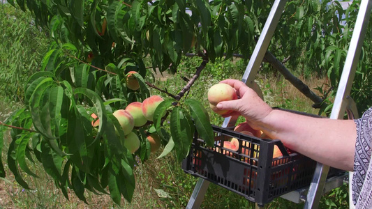 从果园里的一棵树上摘桃子视频