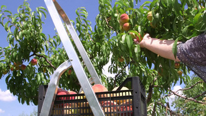 女园丁在果园里摘桃子24秒视频