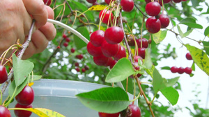 果农从果园里的樱桃树上采摘成熟的果实16秒视频