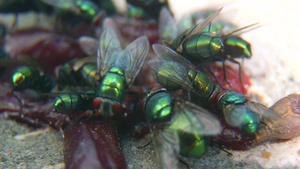 吃东西的绿头苍蝇26秒视频