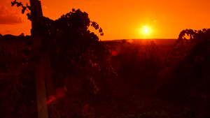在葡萄园山谷上空的天空中闪耀着红色的太阳16秒视频