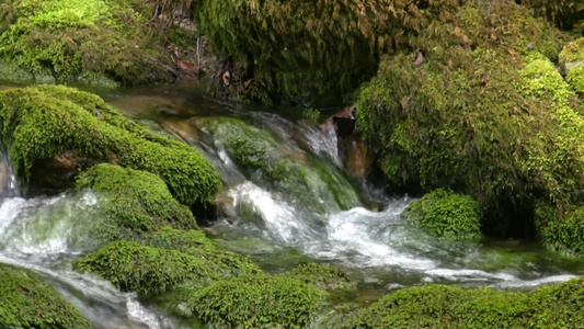 流水流过绿茵茵的苔藓视频