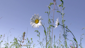 草丛间一朵白色甘菊20秒视频
