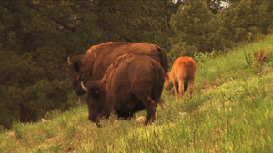 水牛在牧场上吃草16秒视频
