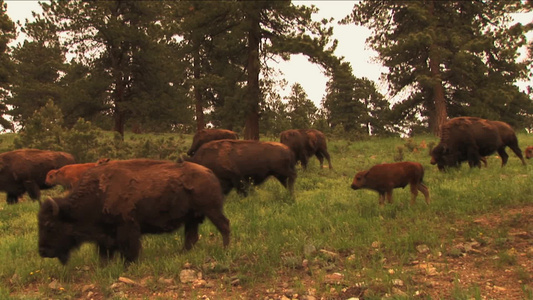 美国科罗拉多牧场的一群水牛在郁郁葱葱的树林草地里视频