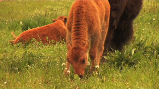 春天田野上四处吃草的水牛视频
