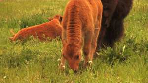 春天田野上四处吃草的水牛19秒视频