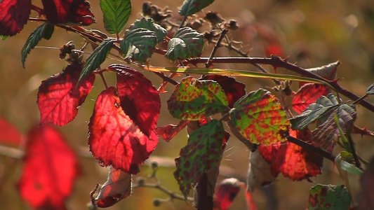 秋天的树枝视频
