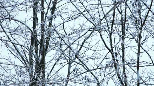 冬季雪景里干枯的树枝视频