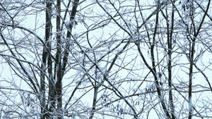 冬季雪景里干枯的树枝20秒视频