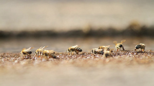 采蜜的蜜蜂17秒视频