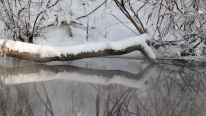 冬天森林里的小溪流12秒视频