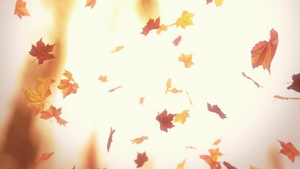 秋季飘飞的黄色枫叶12秒视频