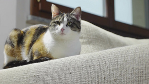 猫在沙发上抓出痕迹29秒视频