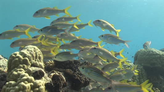 海底世界的鱼群视频