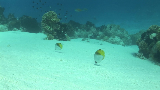 海底世界移动的鱼视频
