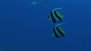 在海洋里遨游的热带鱼18秒视频