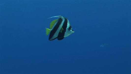 热带海洋里遨游的鱼类视频