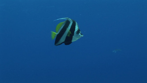 热带海洋里遨游的鱼类17秒视频