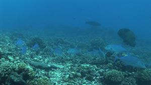 深海里的鲭鱼和珊瑚20秒视频