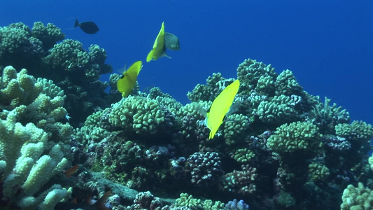 海底珊瑚礁旁游动的鱼视频