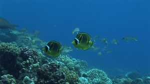 海底的珊瑚礁和鱼群17秒视频