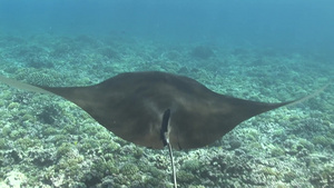 海底大型游动生物曼塔雷近景23秒视频