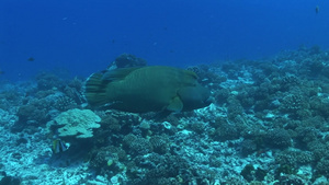 海底游动的一条巨鱼9秒视频