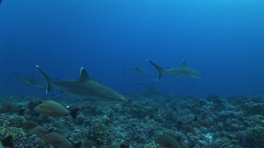 蓝色深海里的银尖鲨视频