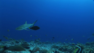 海底的银尖鲨18秒视频