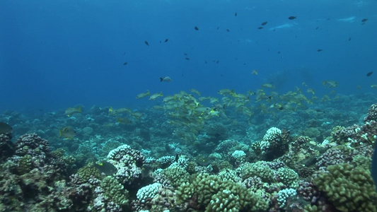 海底珊瑚和鱼群视频