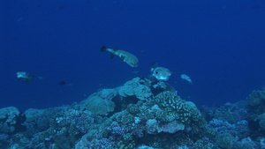 蔚蓝海洋珊瑚礁间鱼群游动觅食10秒视频