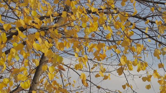 秋天的银杏树视频