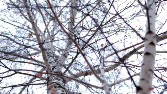 冬天的树枝视频