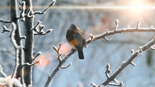 冬天树枝上的北红尾鸲视频