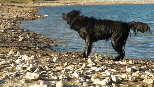 纽芬兰狗在水里戏水视频