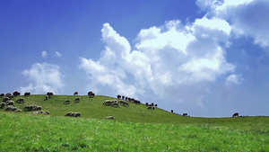 蓝天白云下一群羊在辽阔的大草原休闲地吃草25秒视频