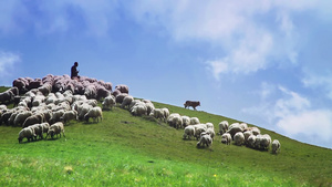 一个牧民带着牧羊犬在山坡上放着羊群28秒视频