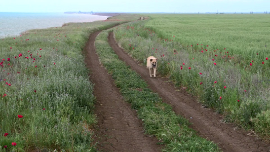 小狗走在乡村的小路[羊肠小径]视频