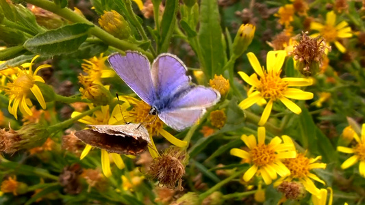 花朵上的两只蝴蝶[黄蝴蝶]视频