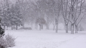在公园下起的大雪9秒视频