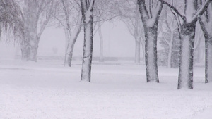 暴雪下的公园11秒视频